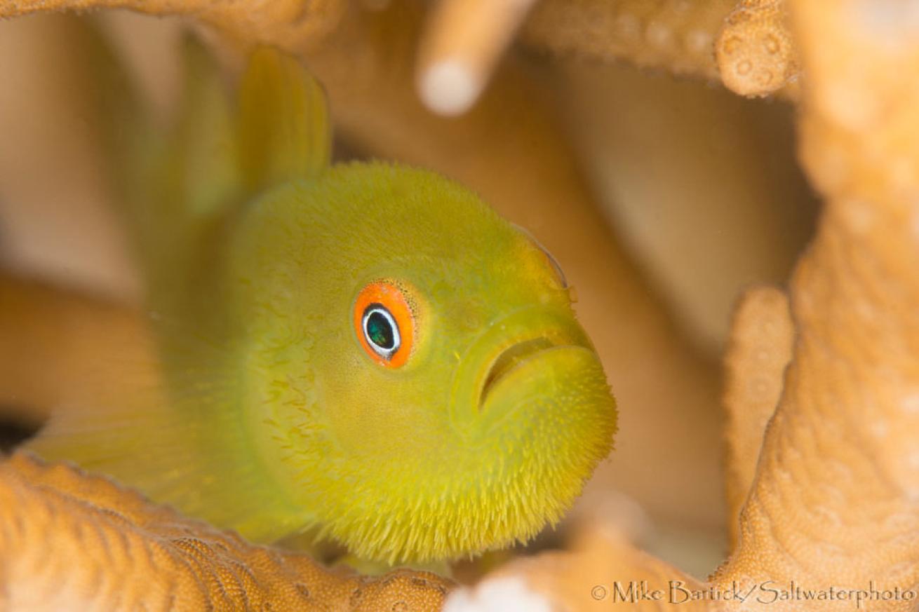 bearded goby photos