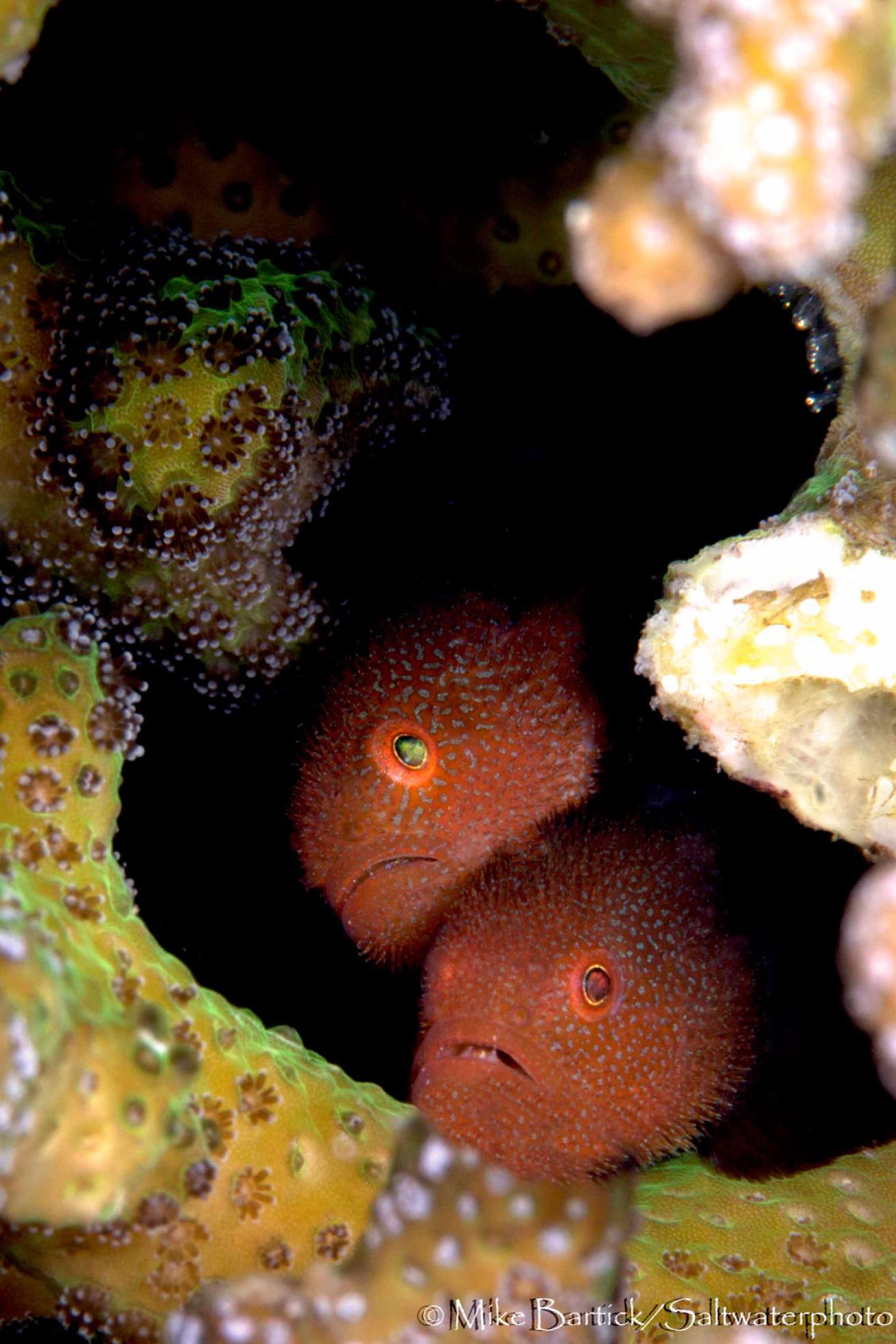 bearded goby photos