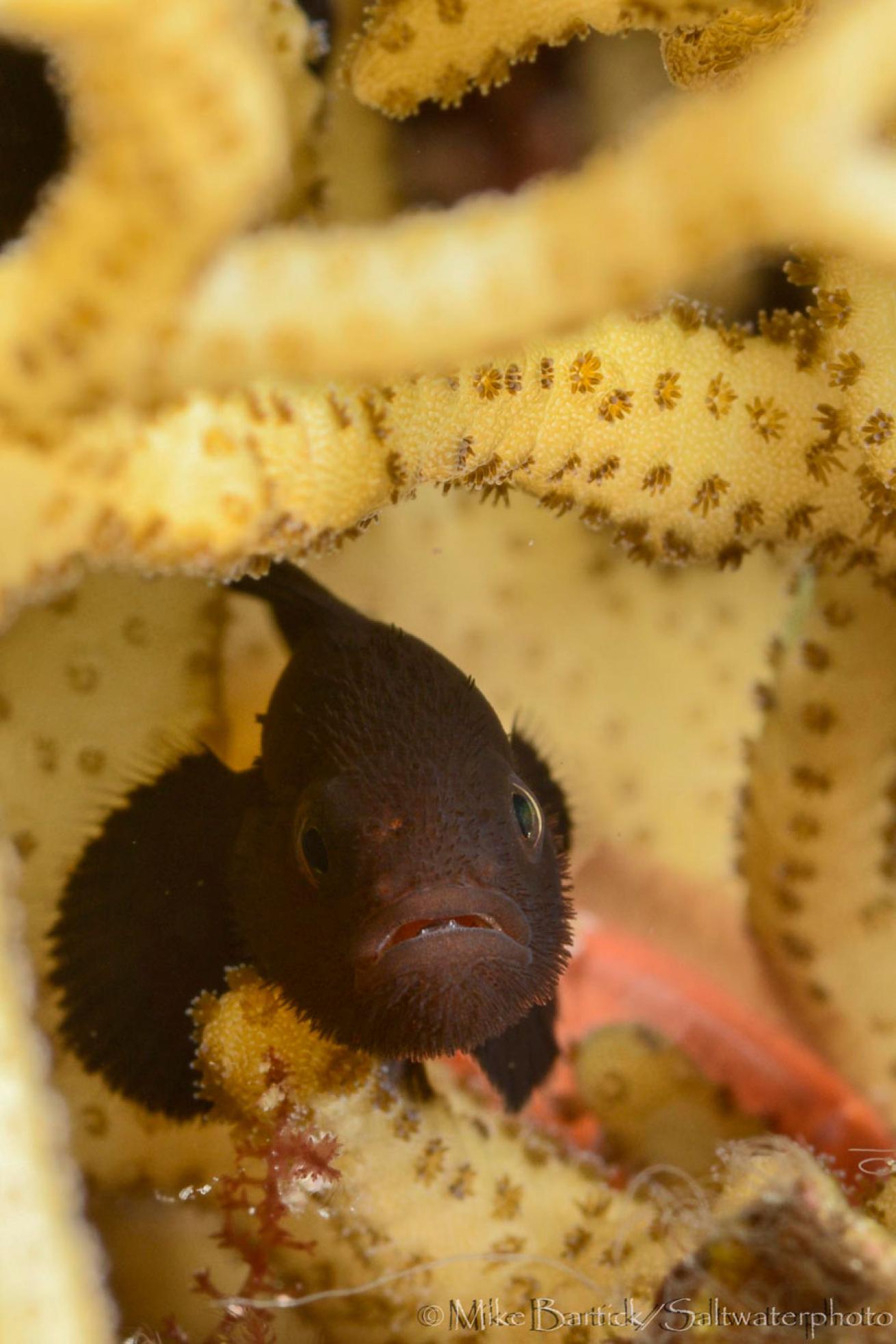 bearded goby photos