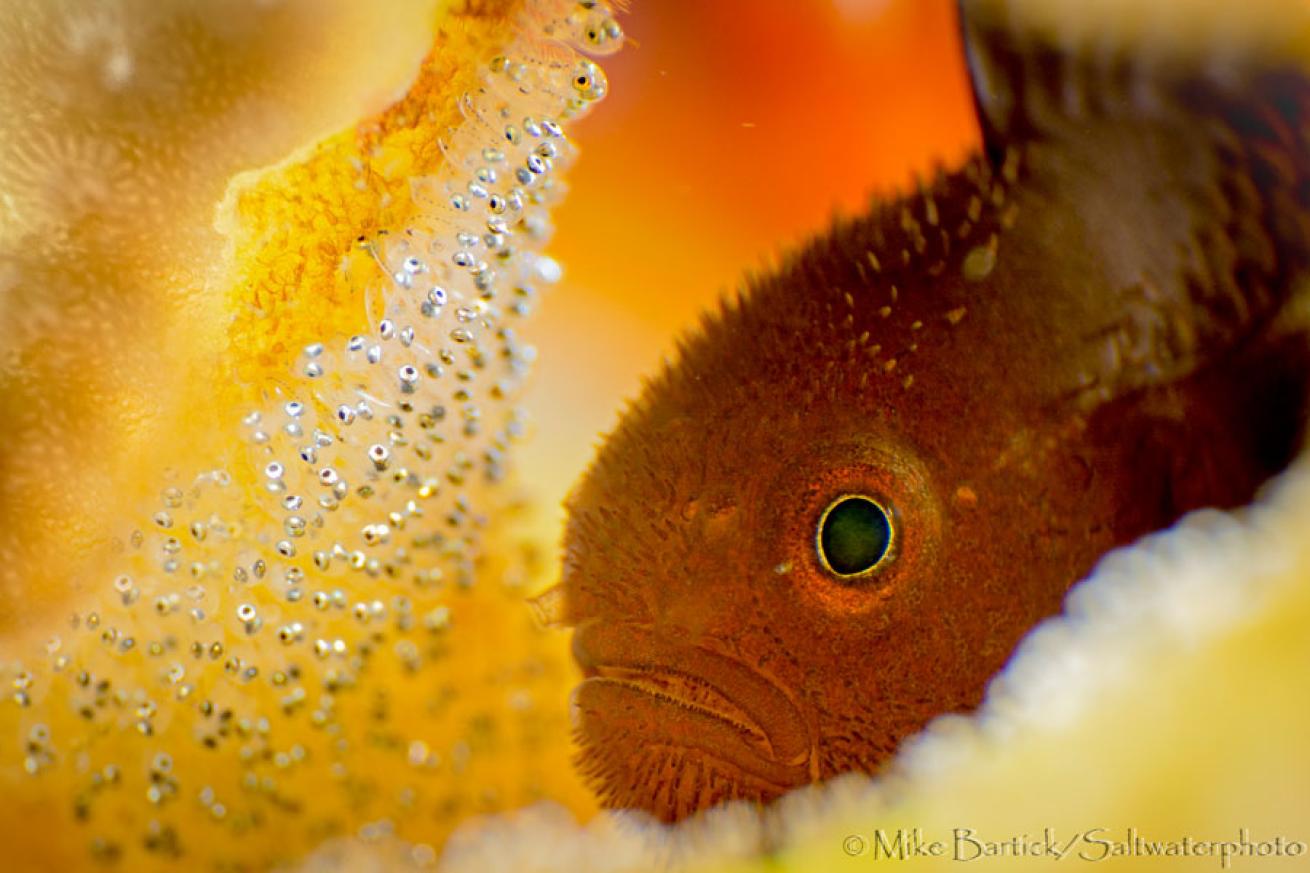 bearded goby photos