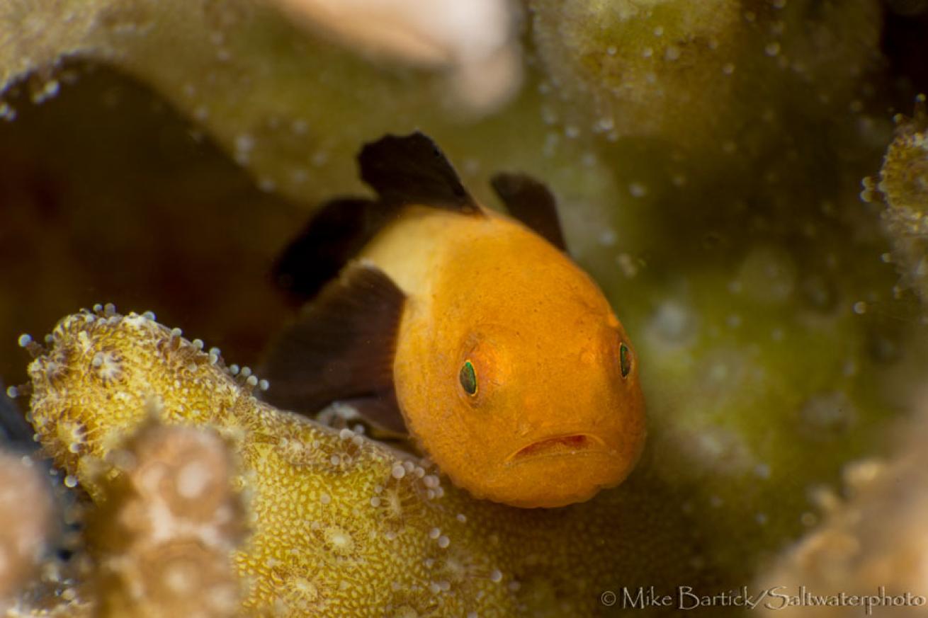 bearded goby photos