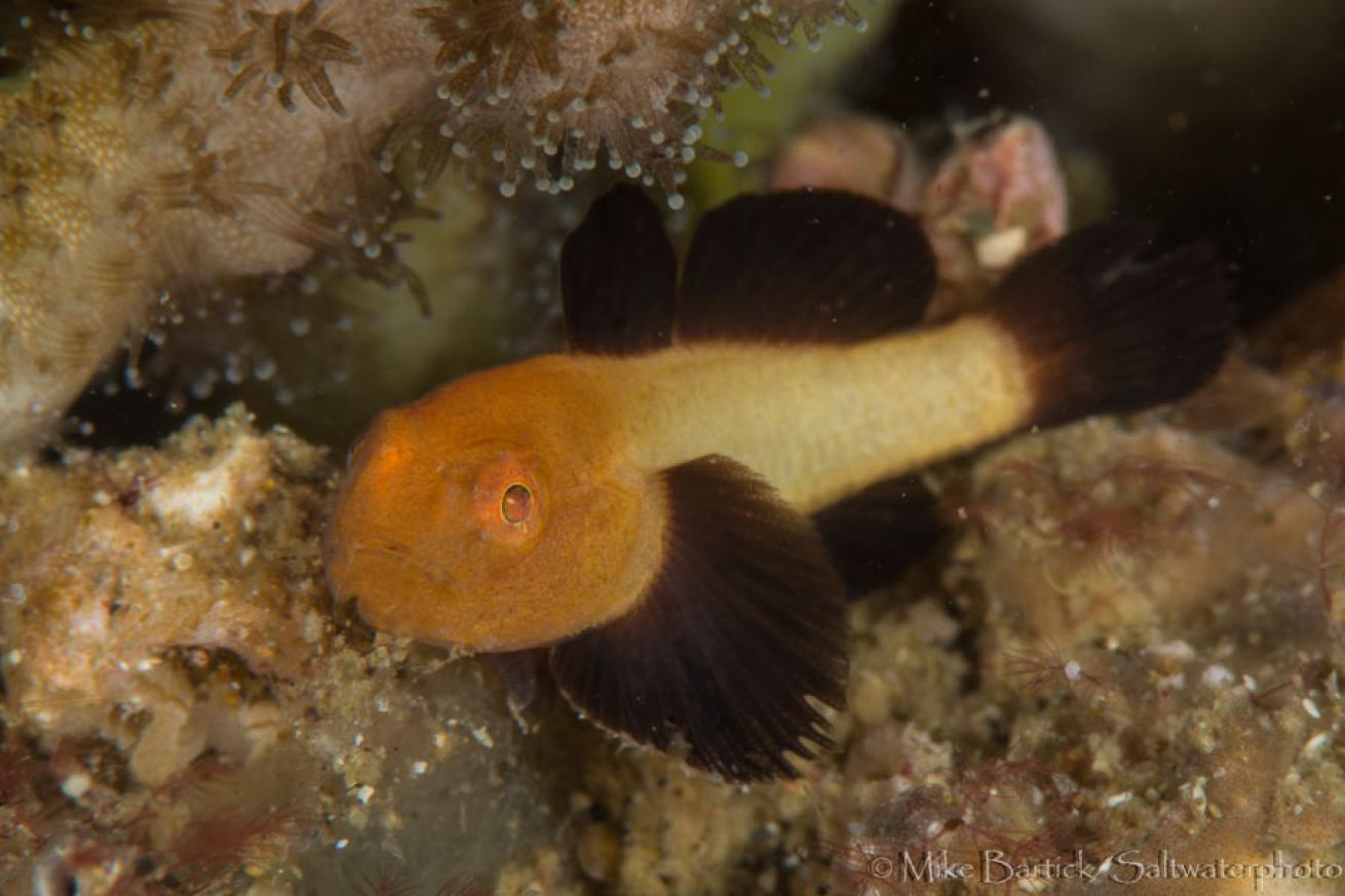bearded goby photos