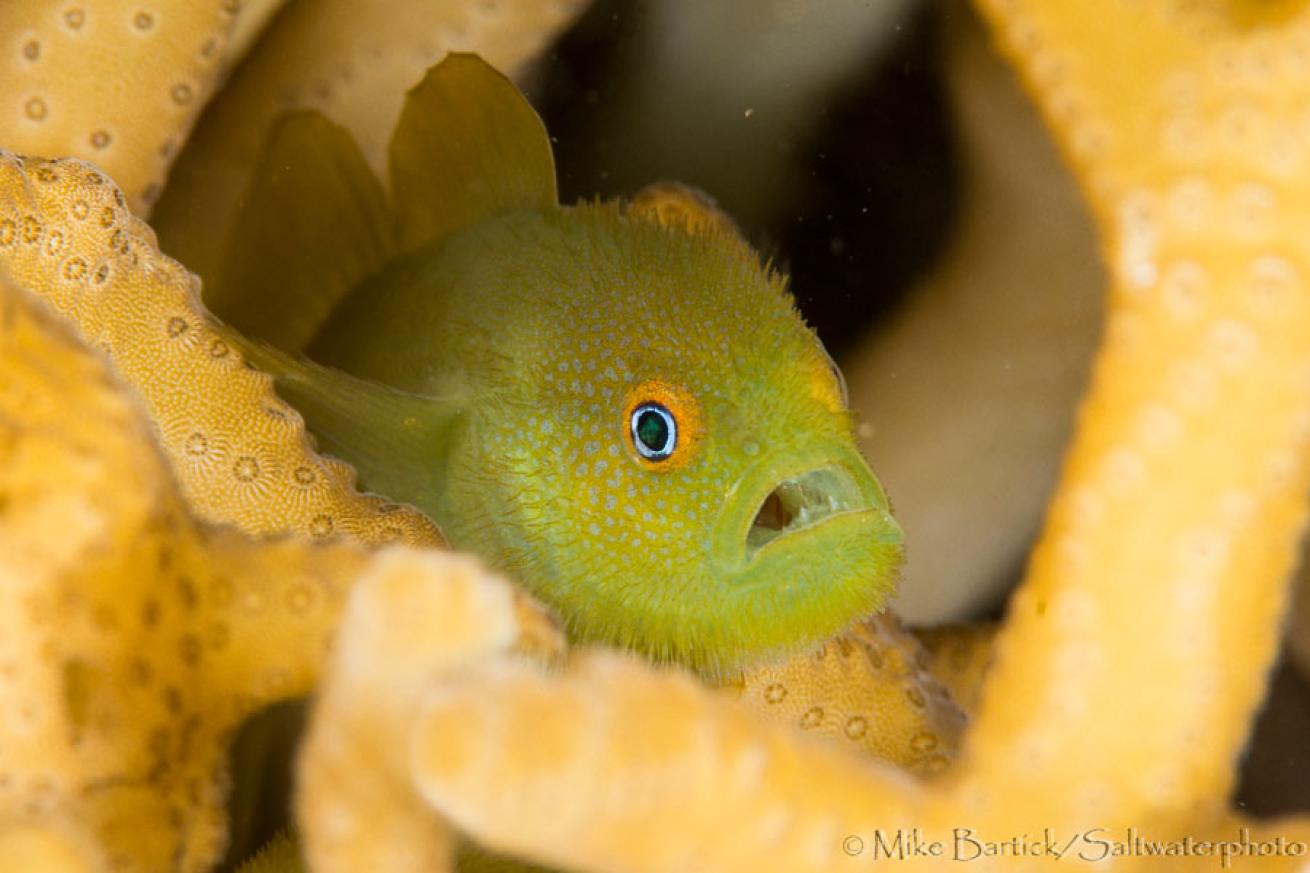bearded goby photos