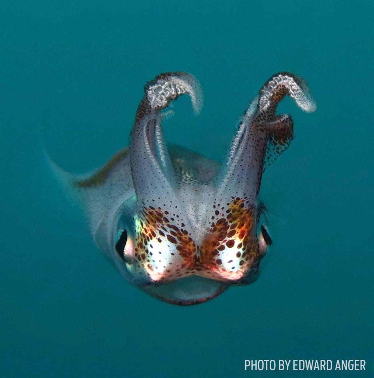 caribbean reef squid photo
