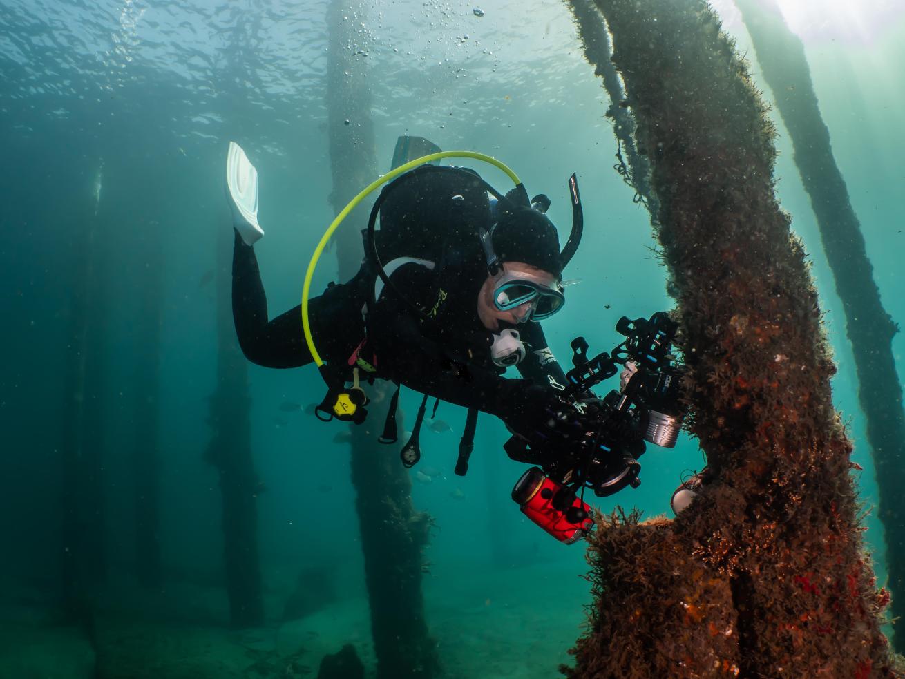 a scuba diver taking a photo of an octopus