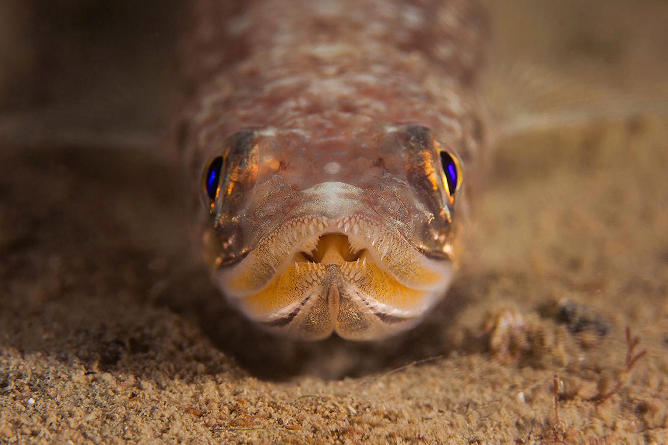 Lizard fish on a night dive