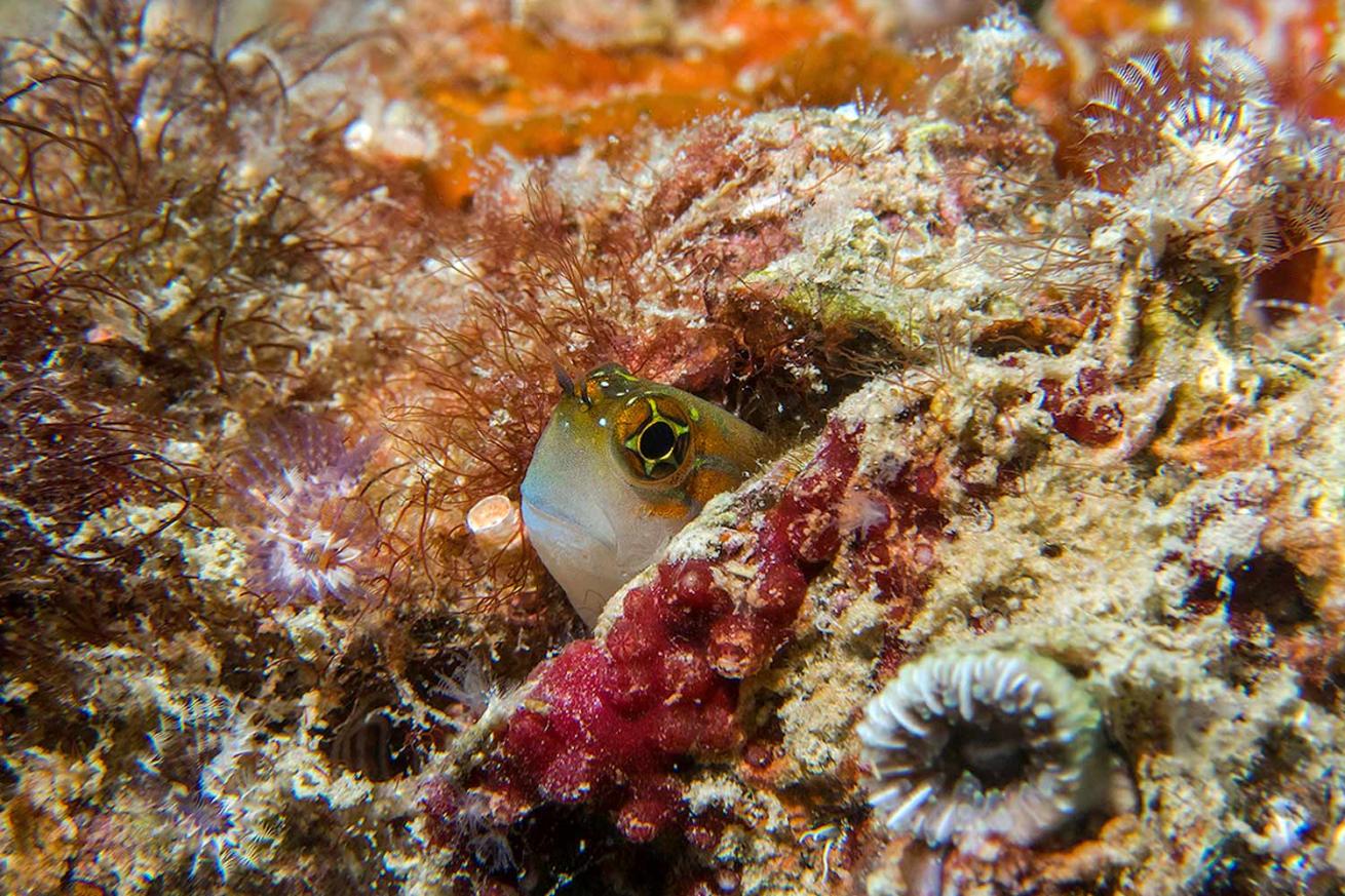 The most photographed fish in Qatar, the Gulf blenny