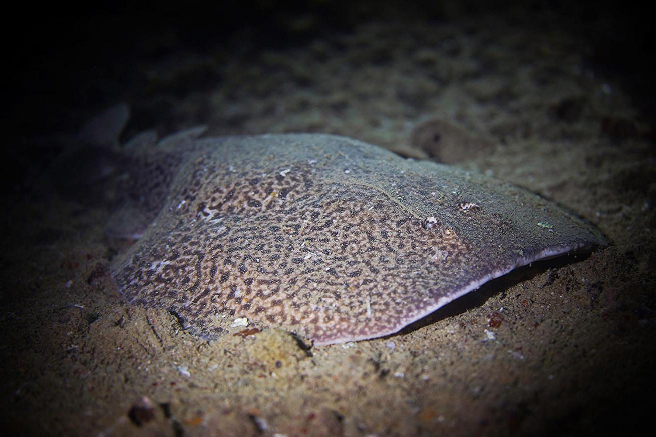 Massive marbled electric ray