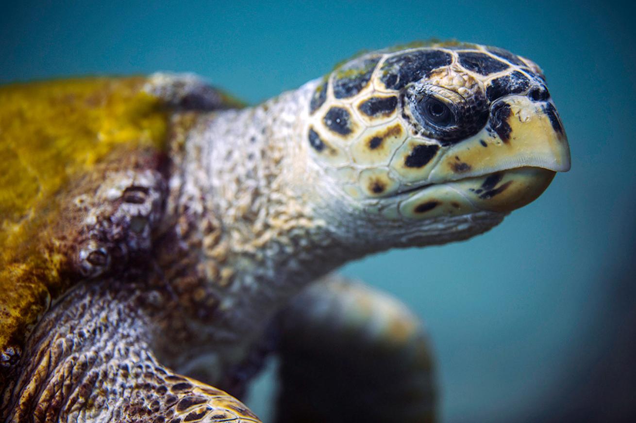 Wild turtle on Othman reef