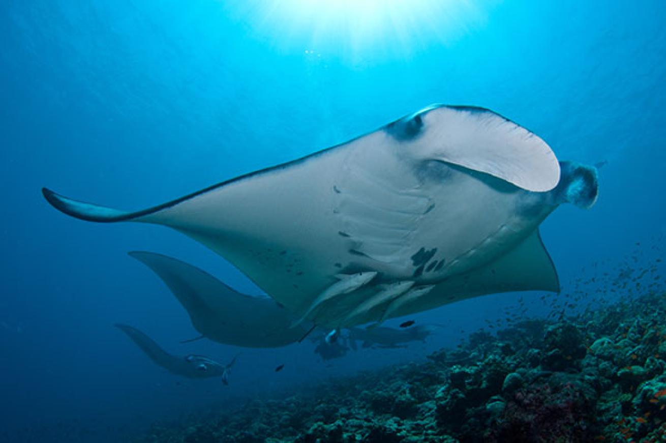 scuba diving maldives