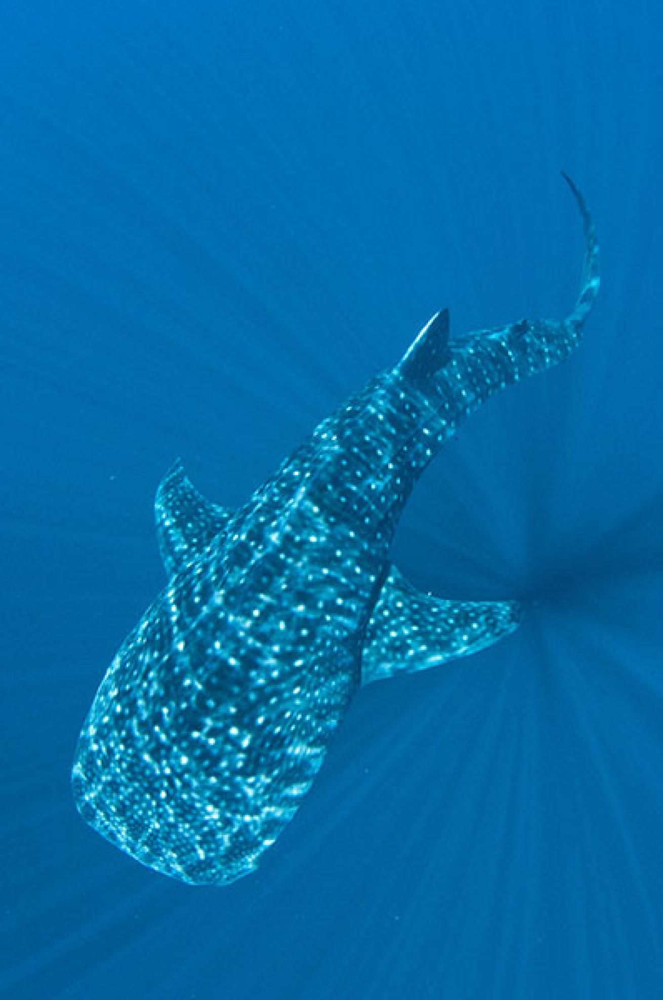 scuba diving whale sharks