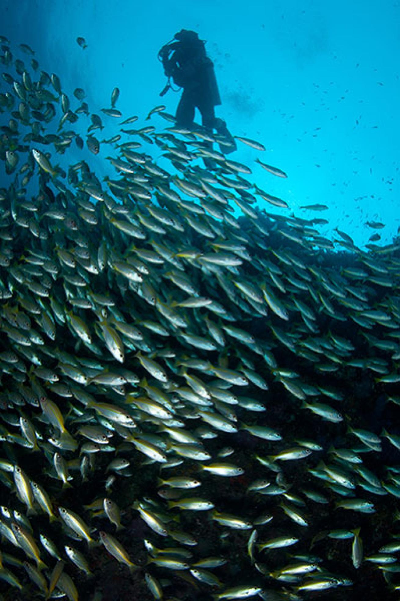 scuba diving phuket thailand