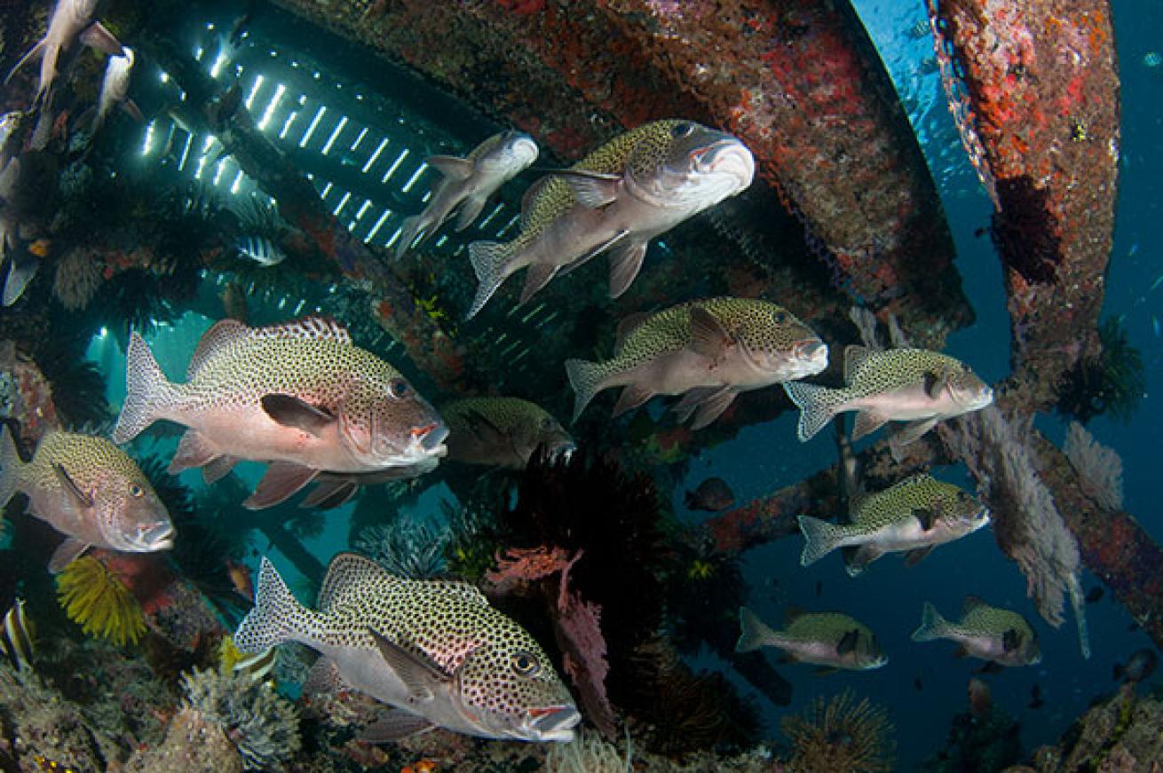 scuba diving borneo