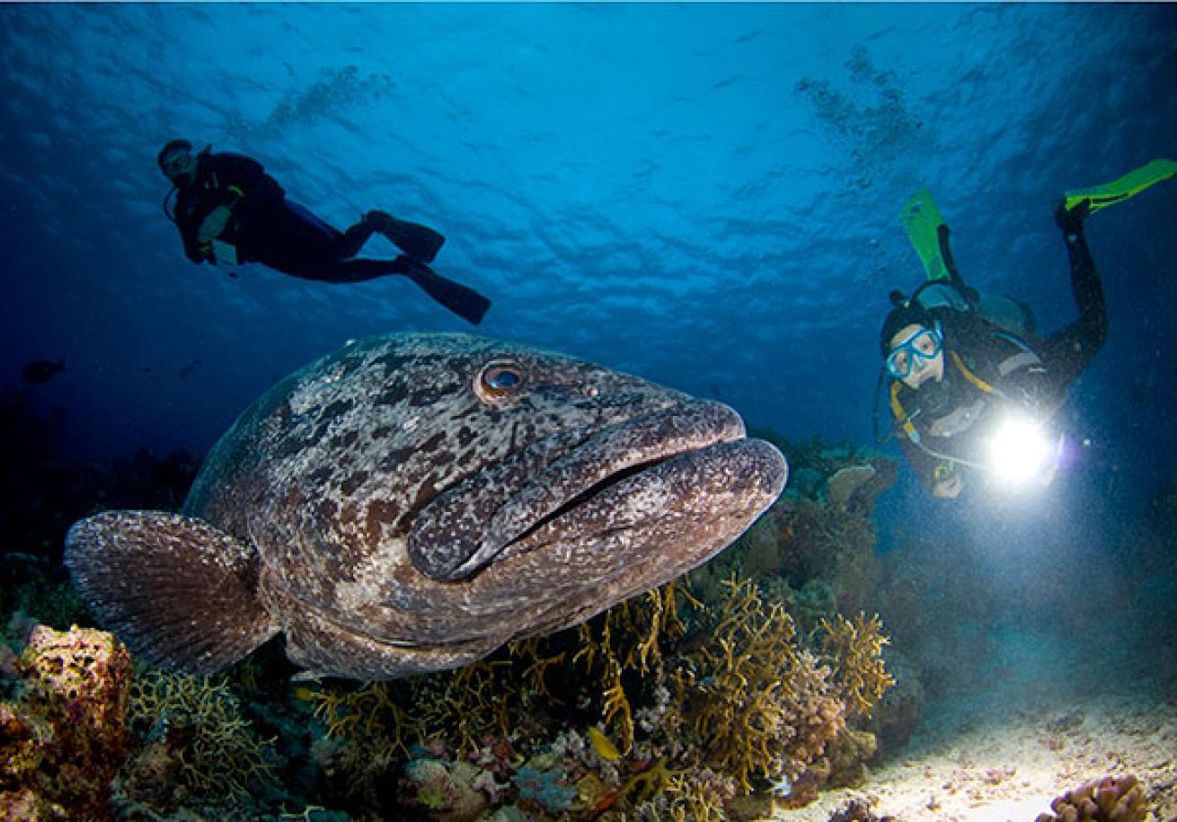 Great Barrier Reef, Australia scuba diving