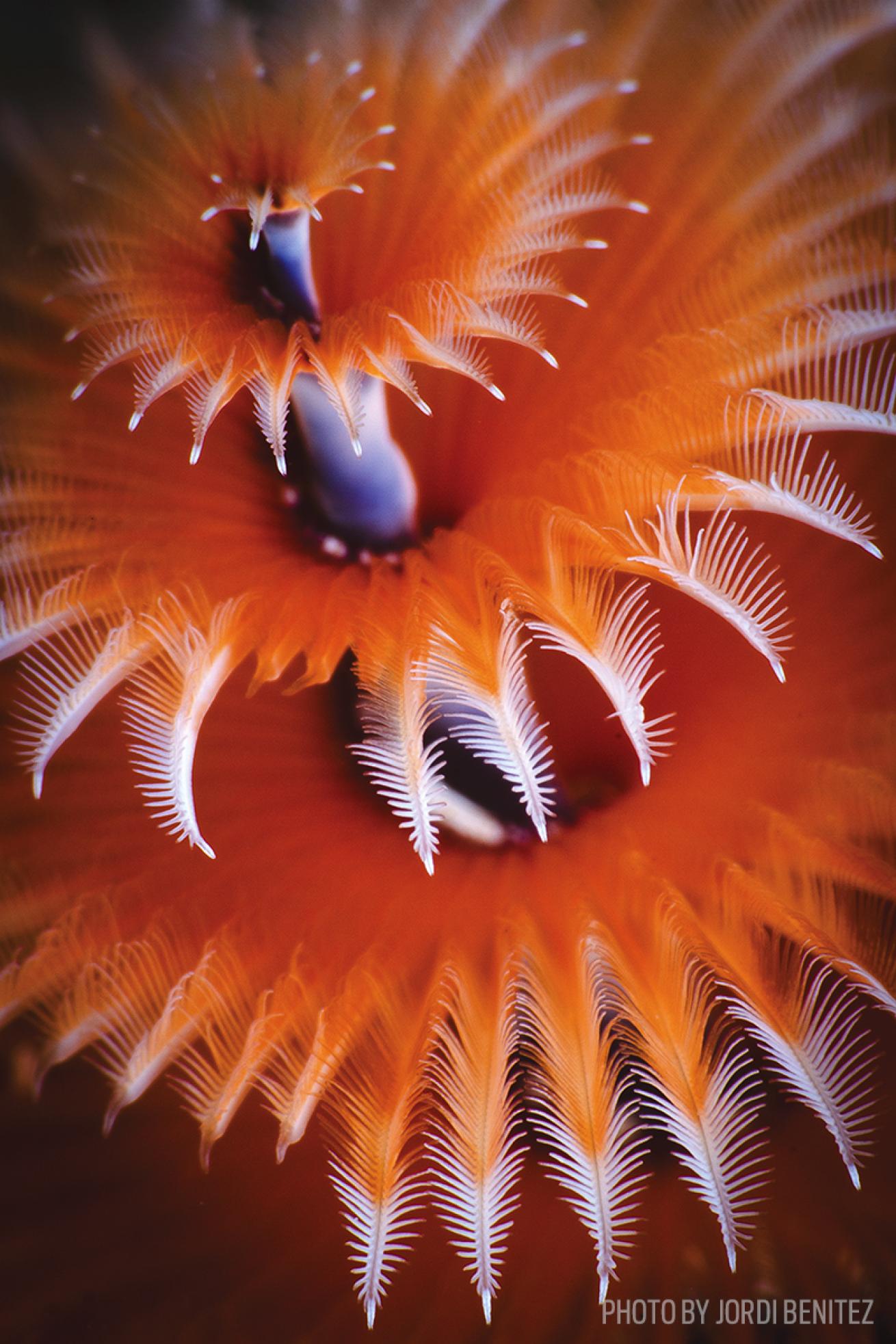 christmas tree worm photo