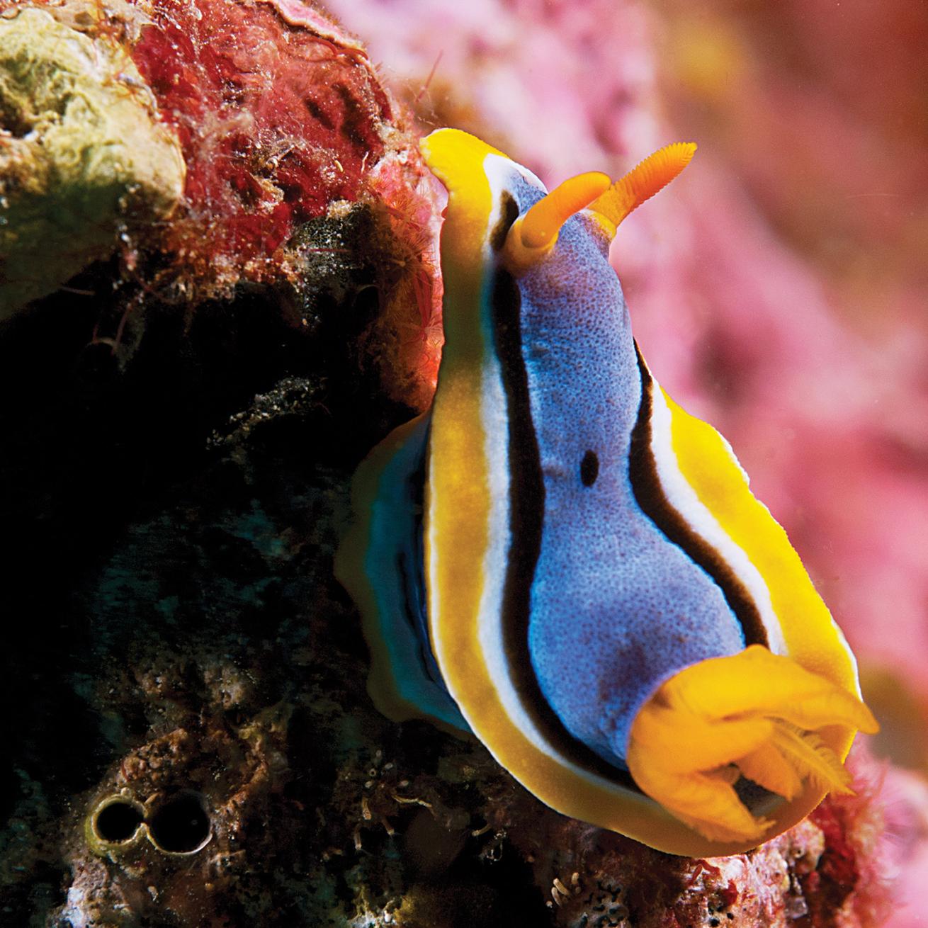 Chromodoris annae nudibranch