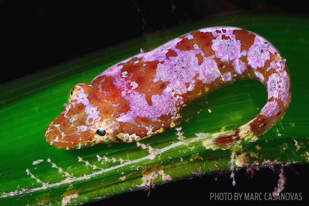 clingfish fish photo