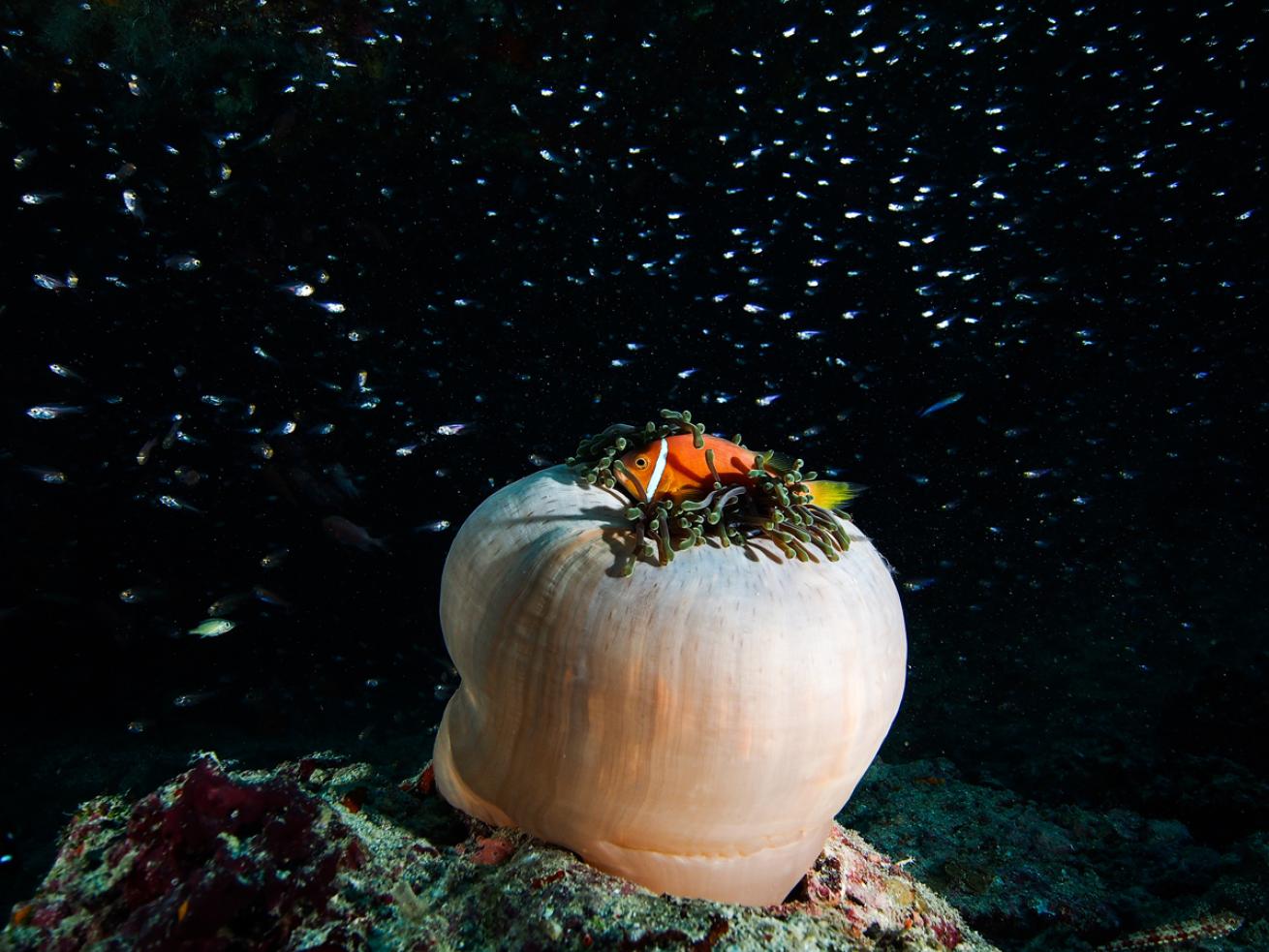 Clownfish Underwater Maldives