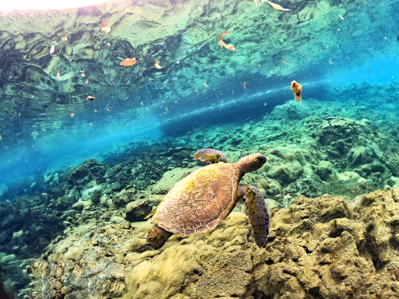 sea turtle underwater