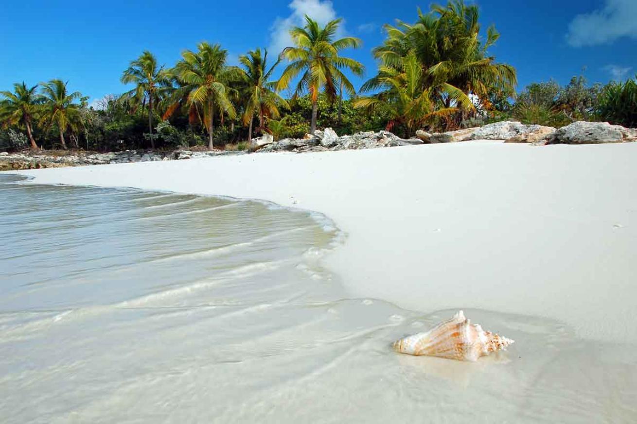 conch turks and caicos