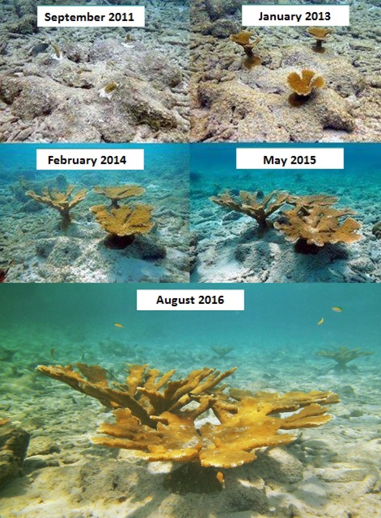 coral reef restoration bonaire