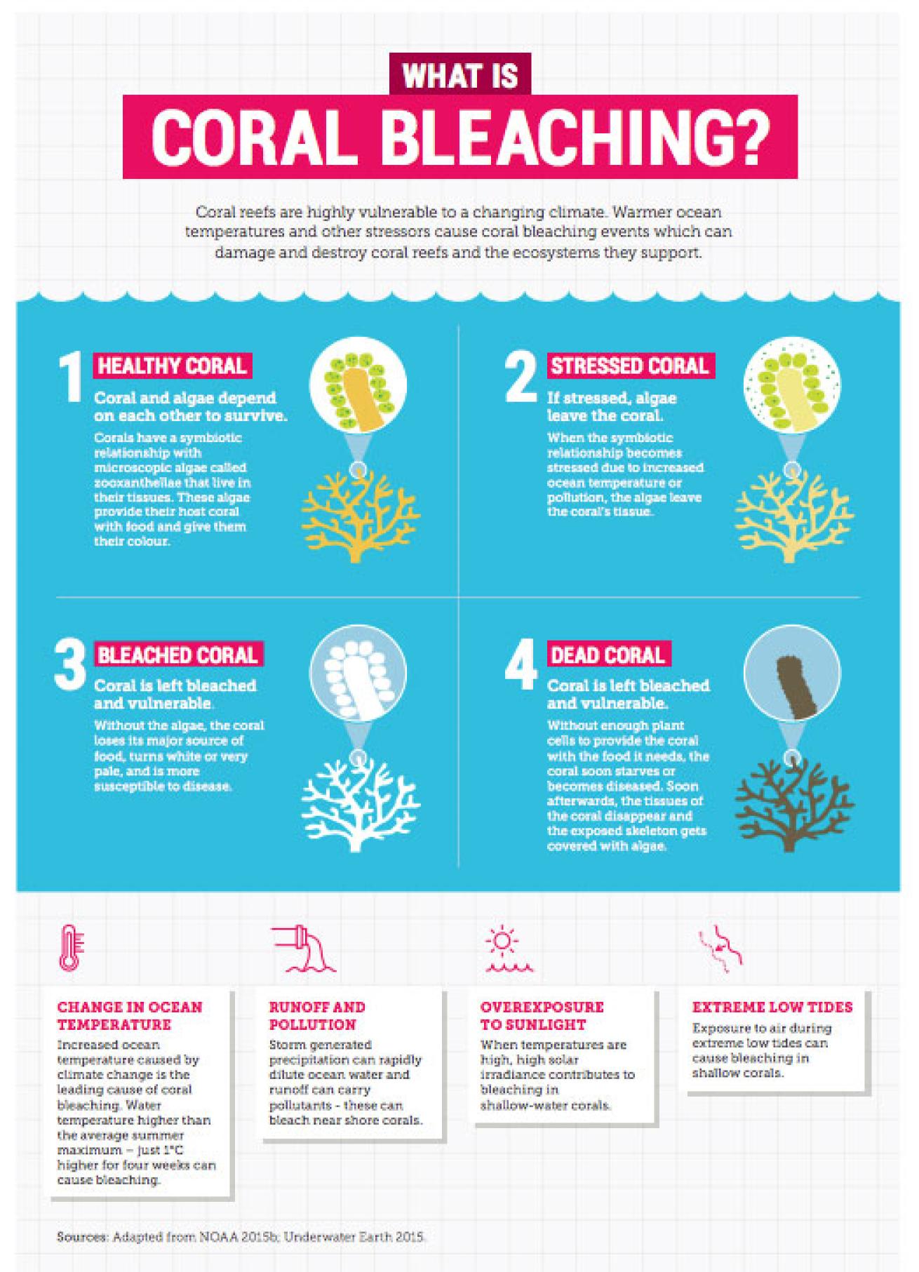 coral bleaching graphic illo