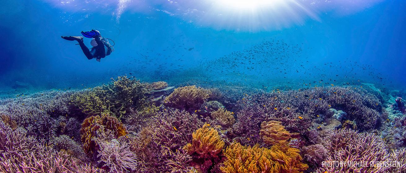 raja ampat coral reef