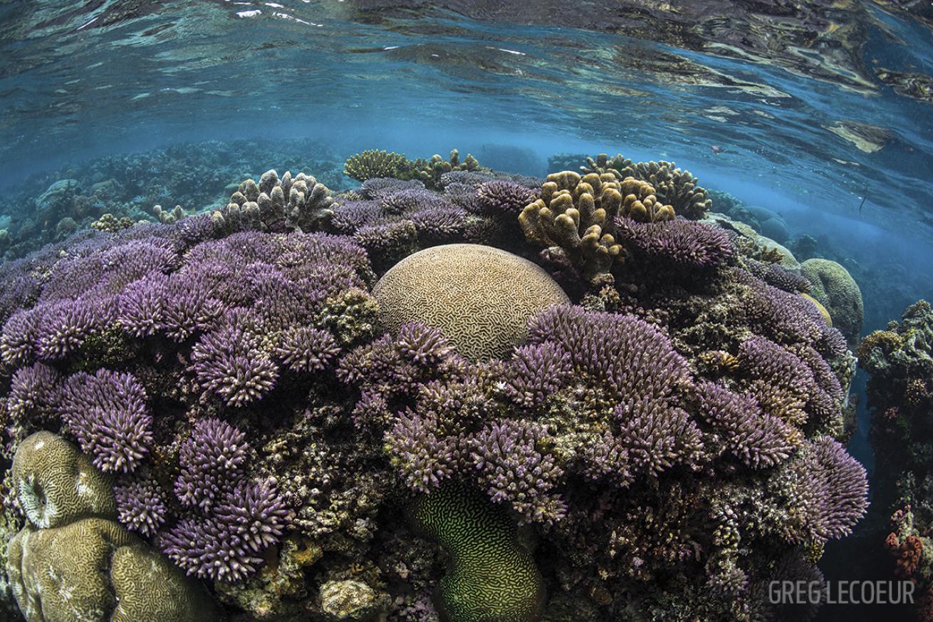 solomon islands coral reef