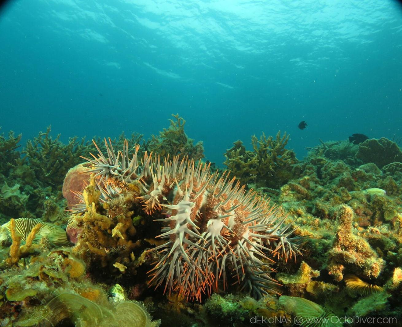crown of thorns starfish
