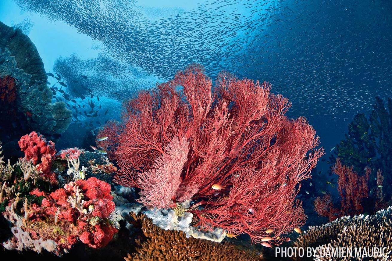 Wayilbatan Island reef photography