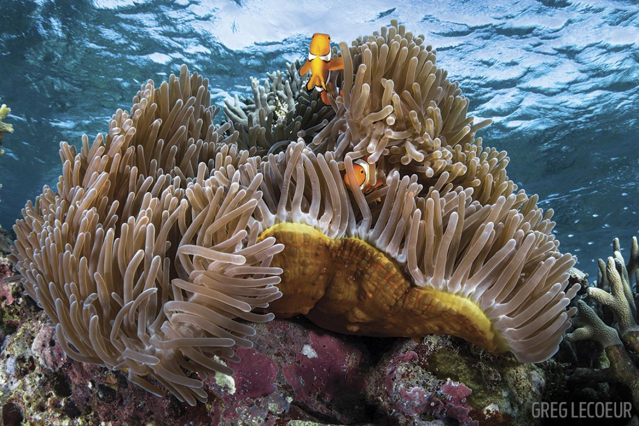 clownfish solomon islands