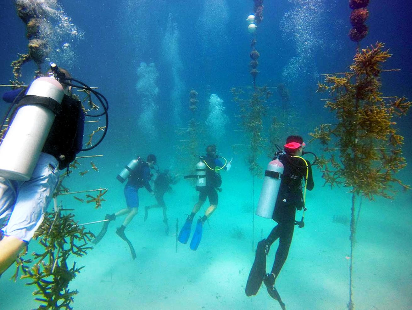 scuba diving coral restoration coralpalooza