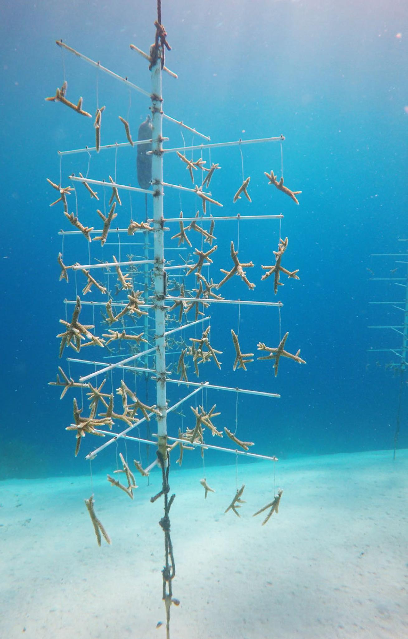 coral tree curacao