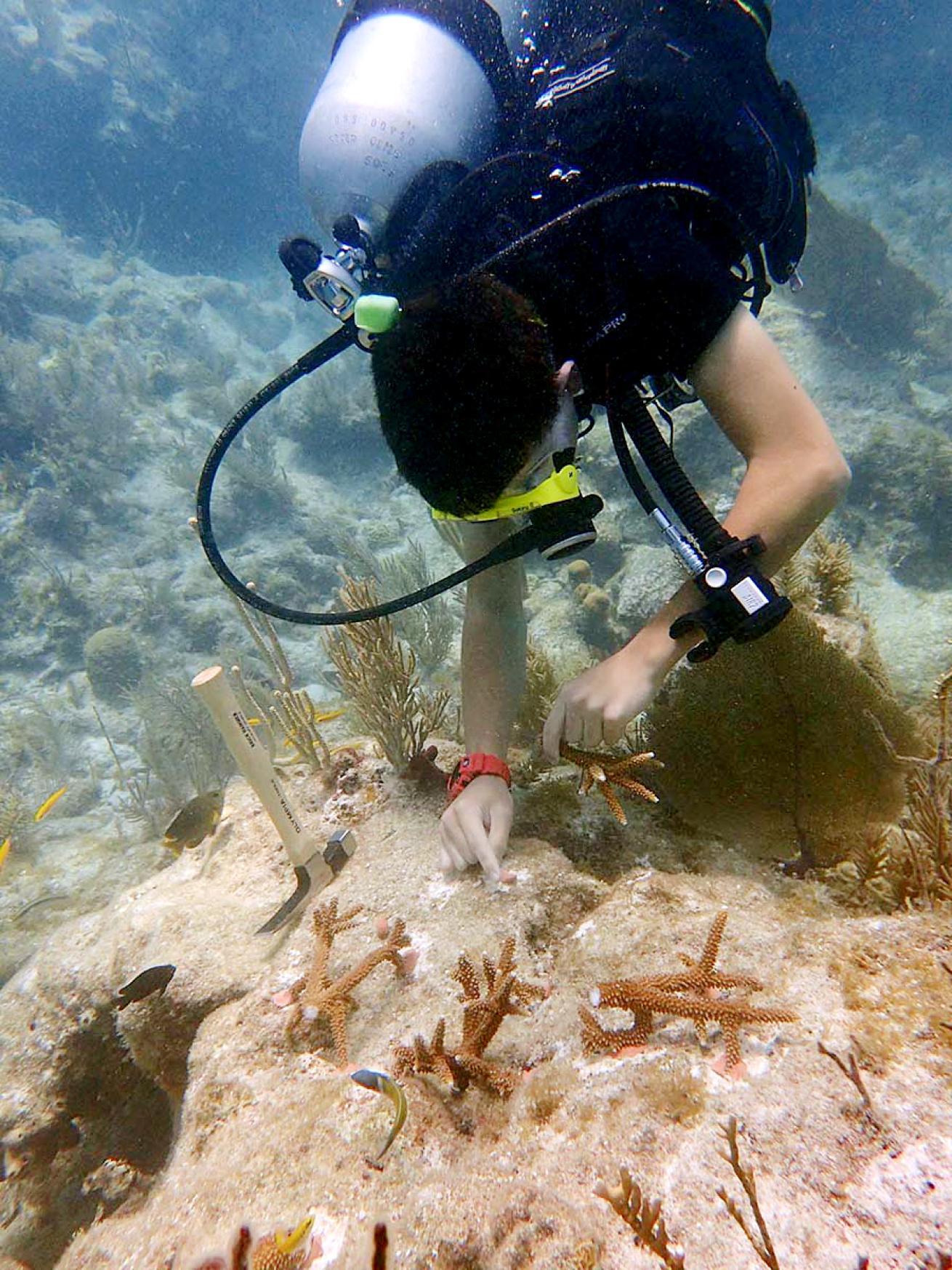 coral restoration volunteer scuba diving