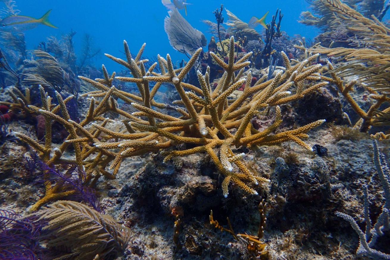 coral restoration foundation florida