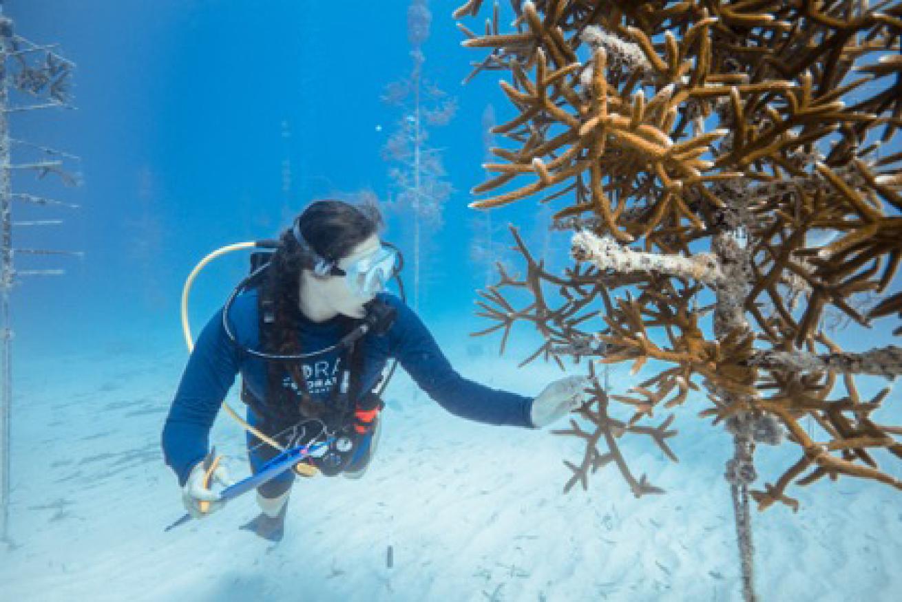 coral restoration scuba diving