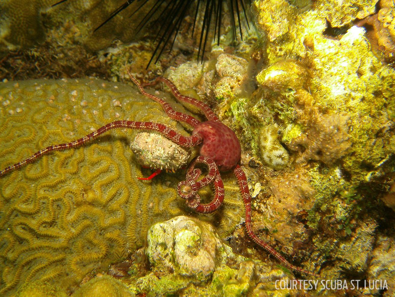 coral spawning st. lucia brittle starfish