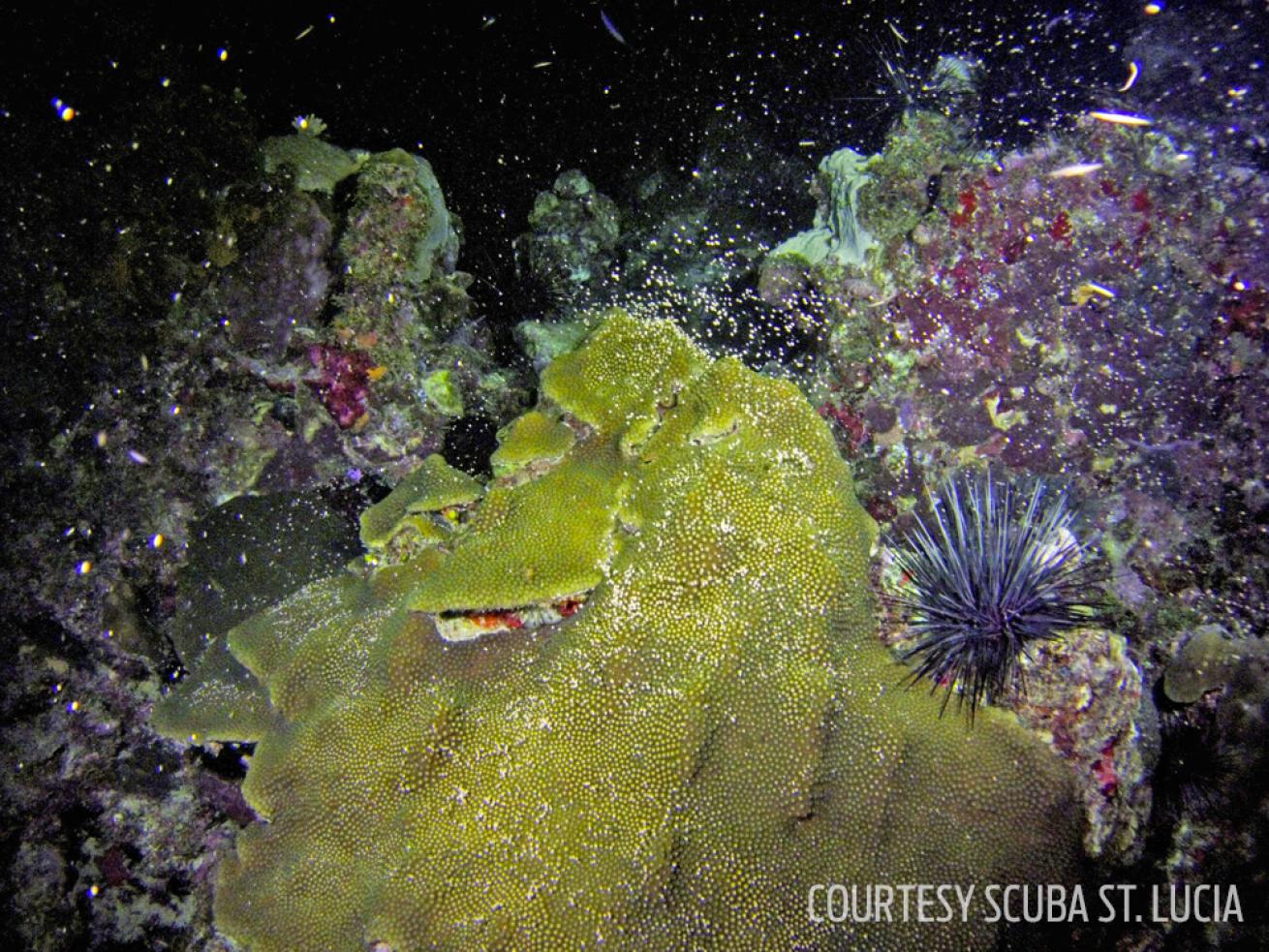 coral spawning st. lucia
