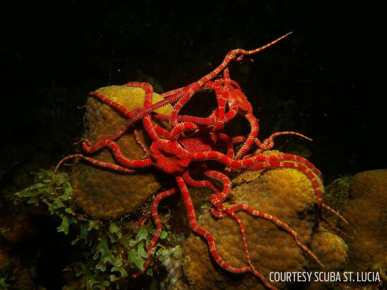 coral spawning st. lucia brittle starfish