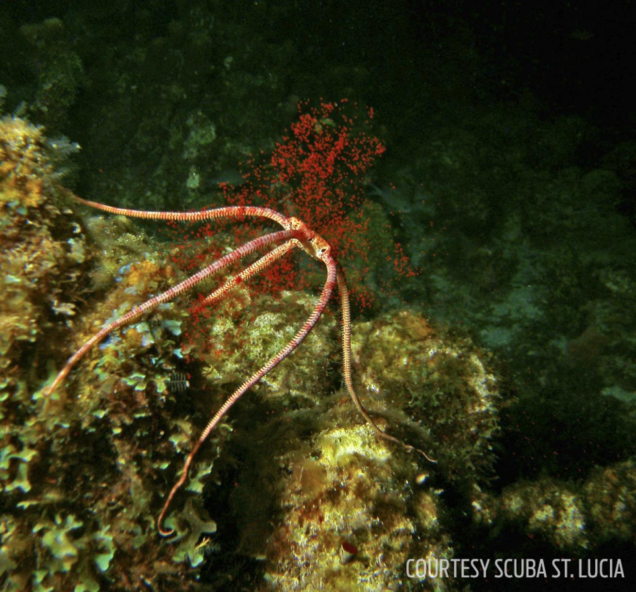 coral spawning st. lucia