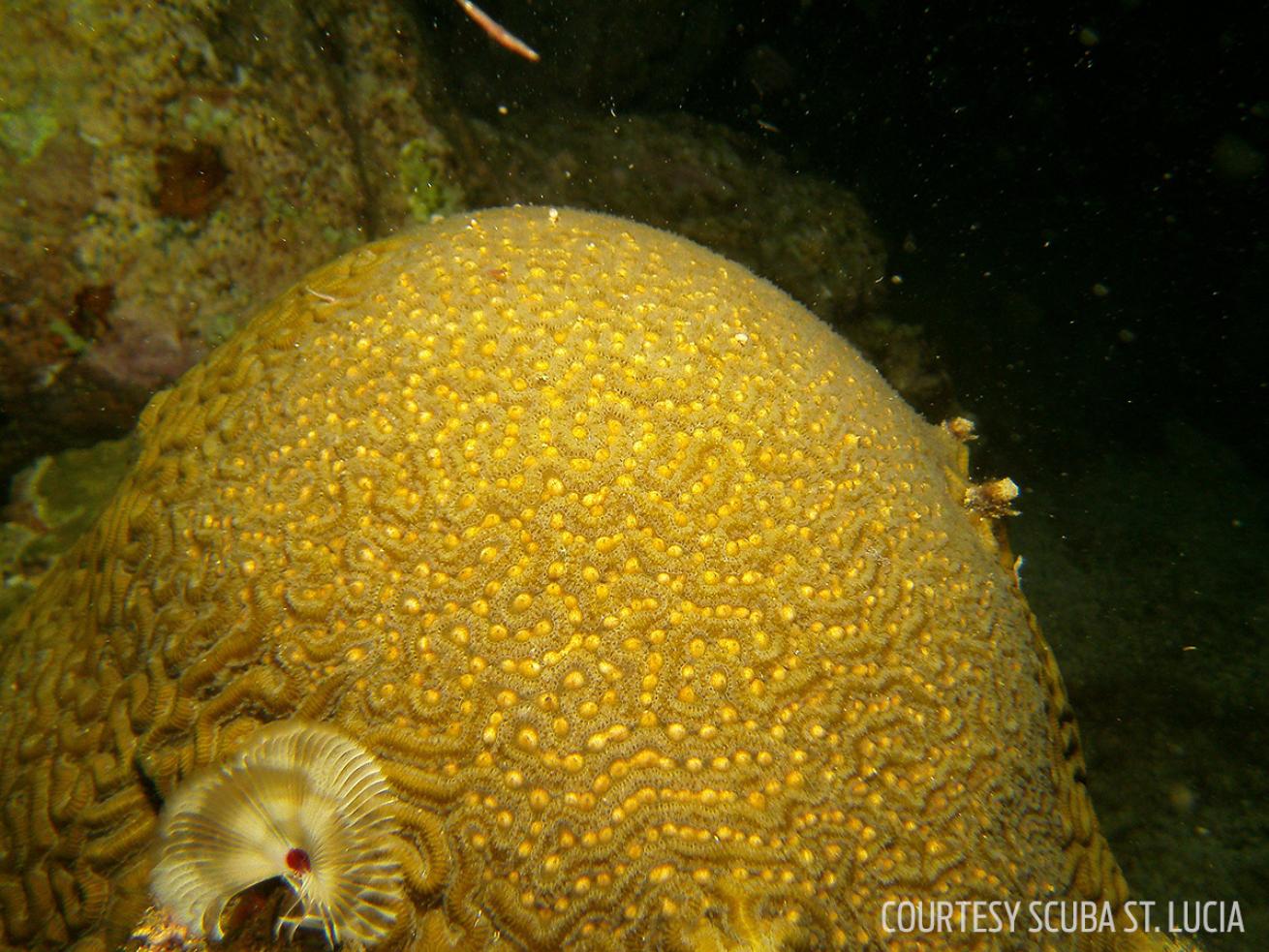 coral spawning st. lucia