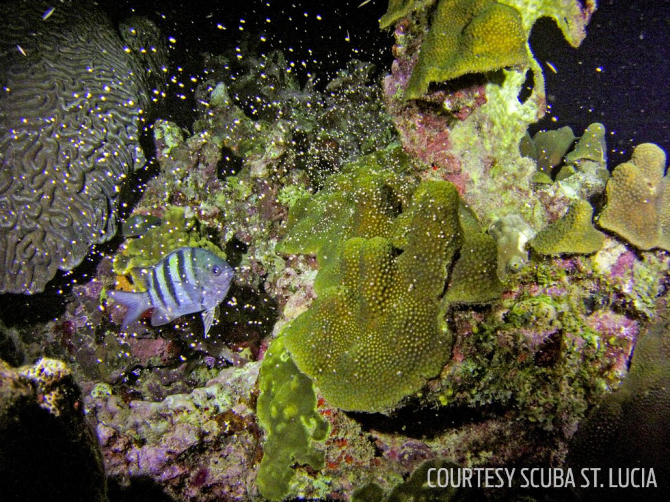 coral spawning st. lucia