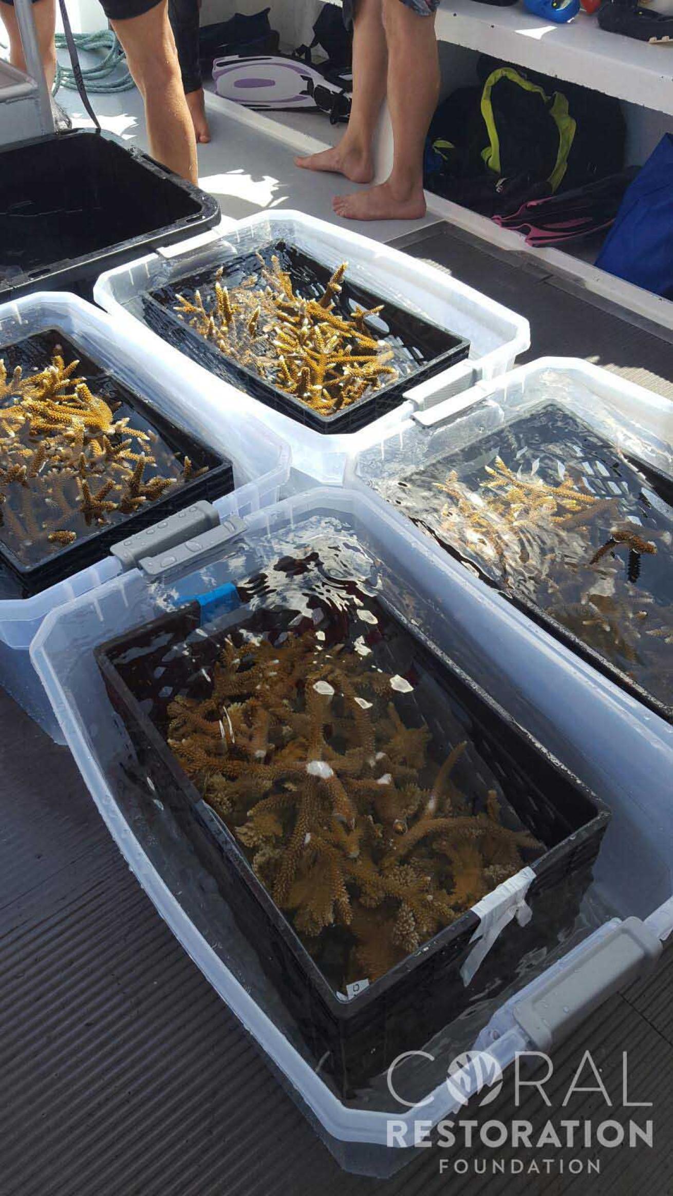 Coral Outplanting Coralpalooza