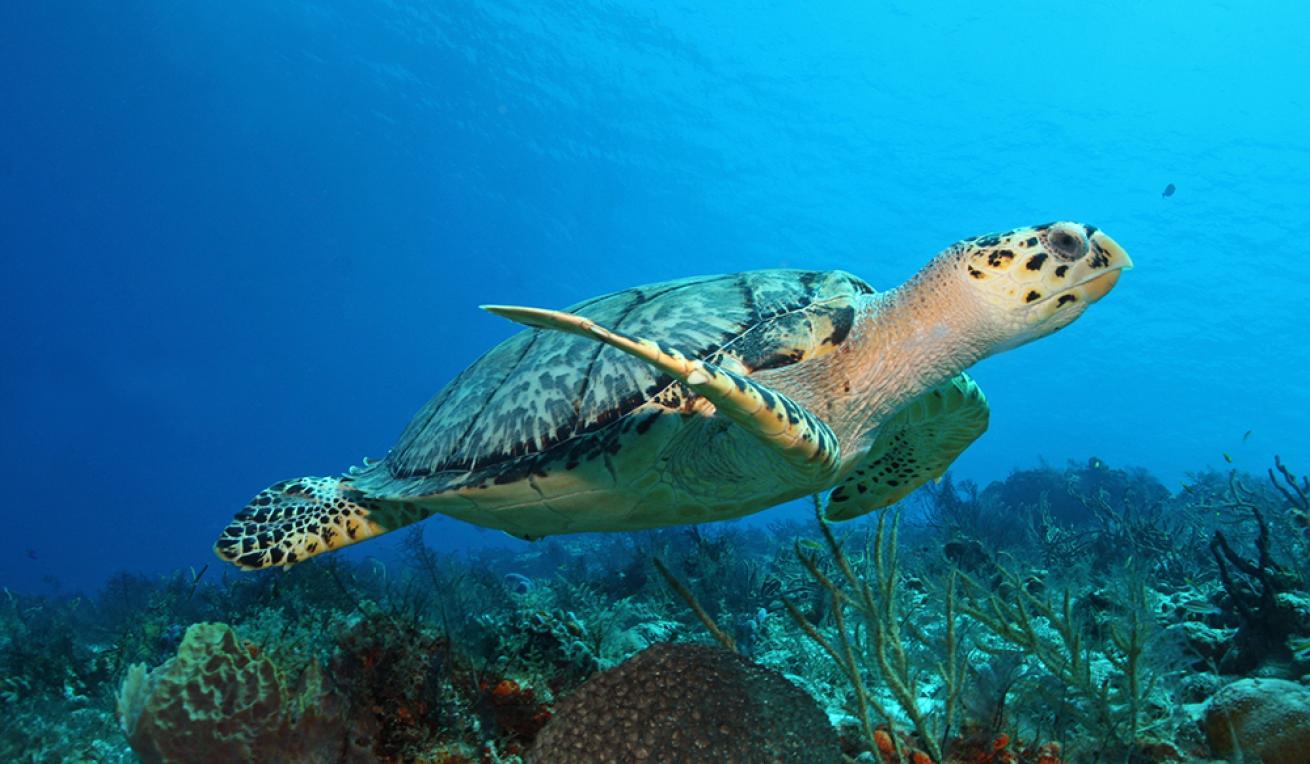 cozumel diving