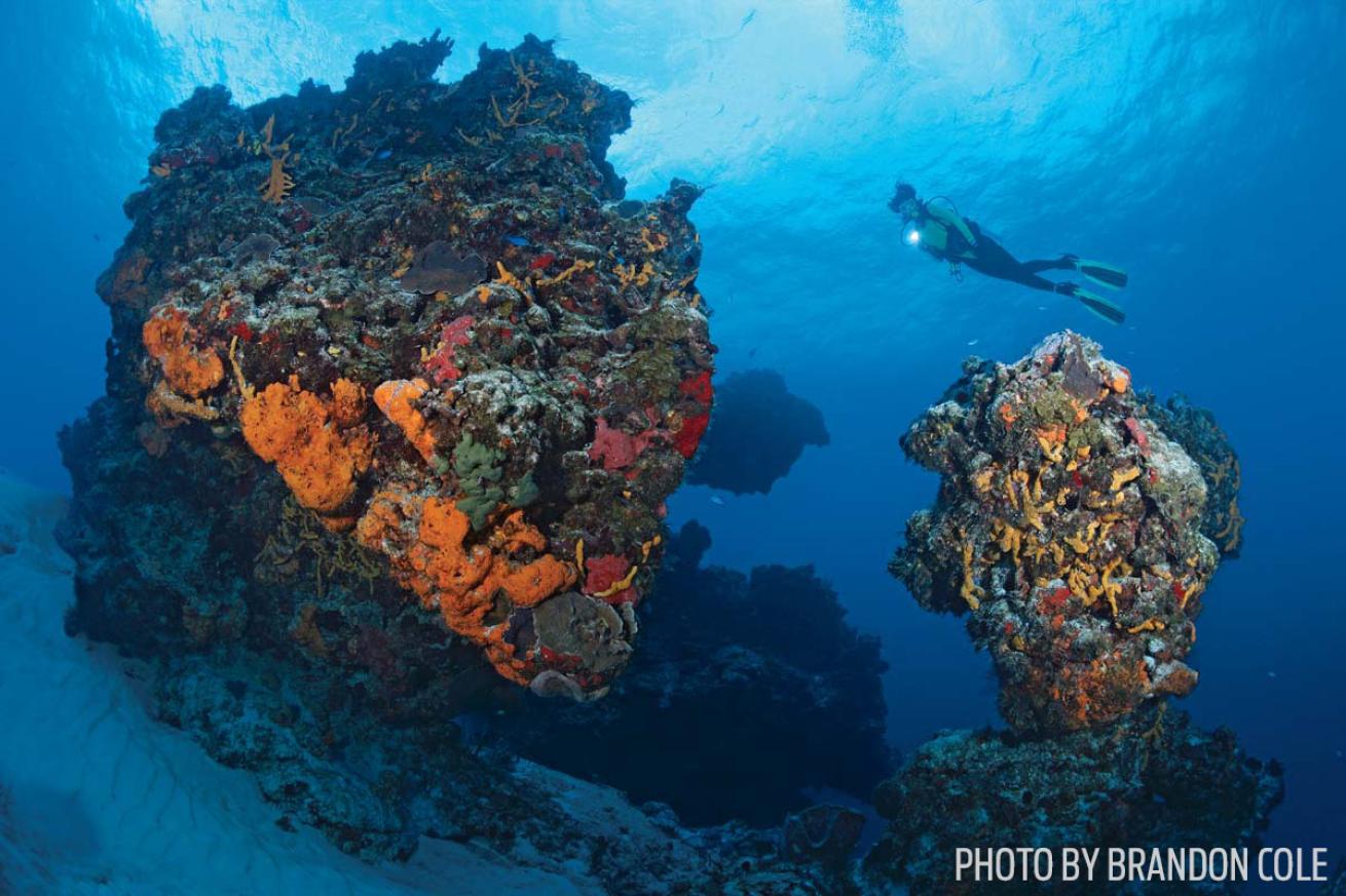 cozumel coral reef tower