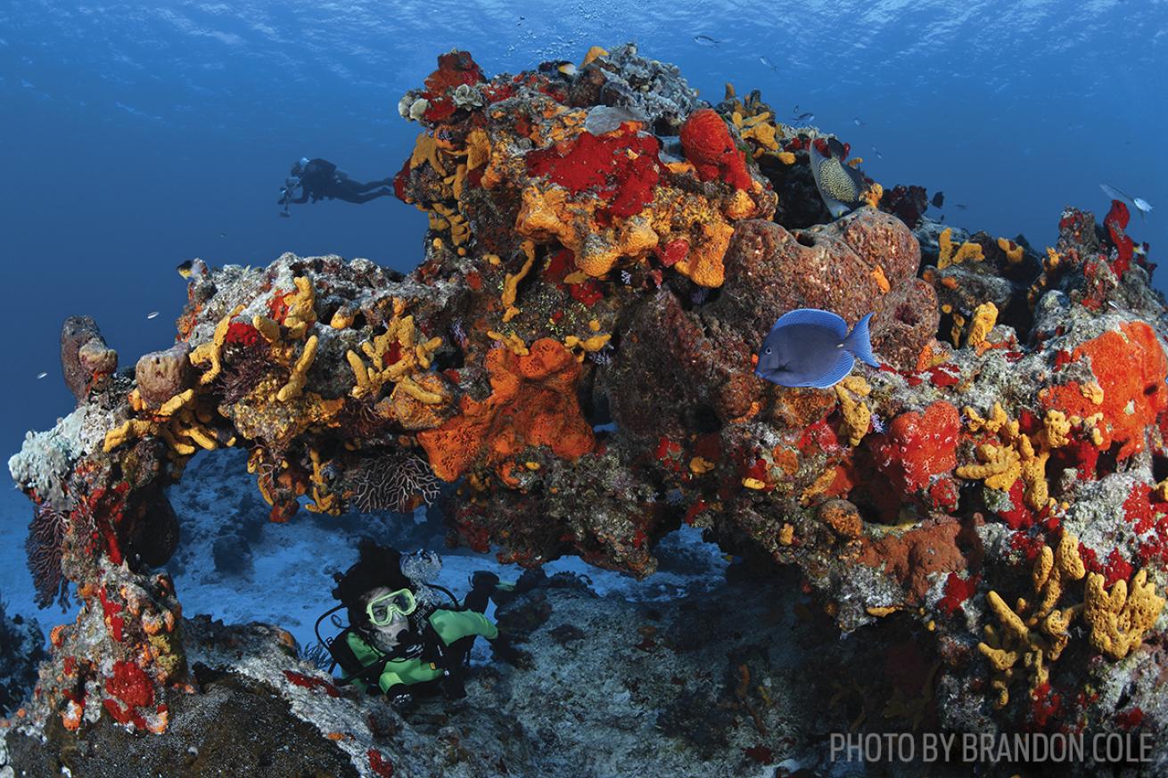 cozumel coral reef