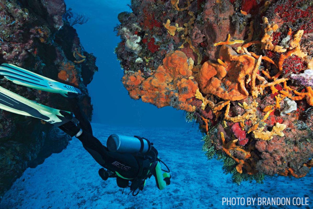 palancar dive sites cozumel reef