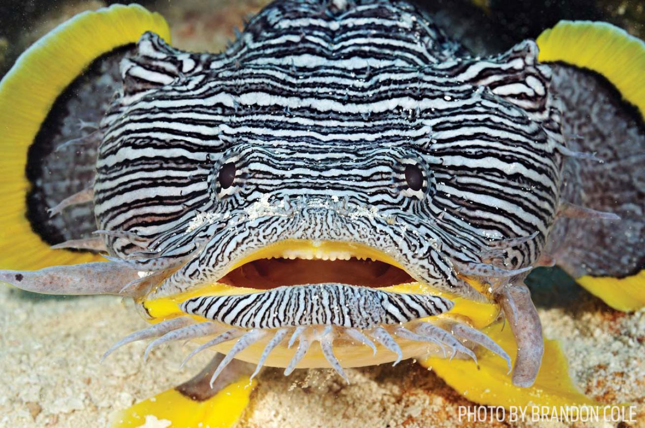 splendid toadfish scuba diving cozumel