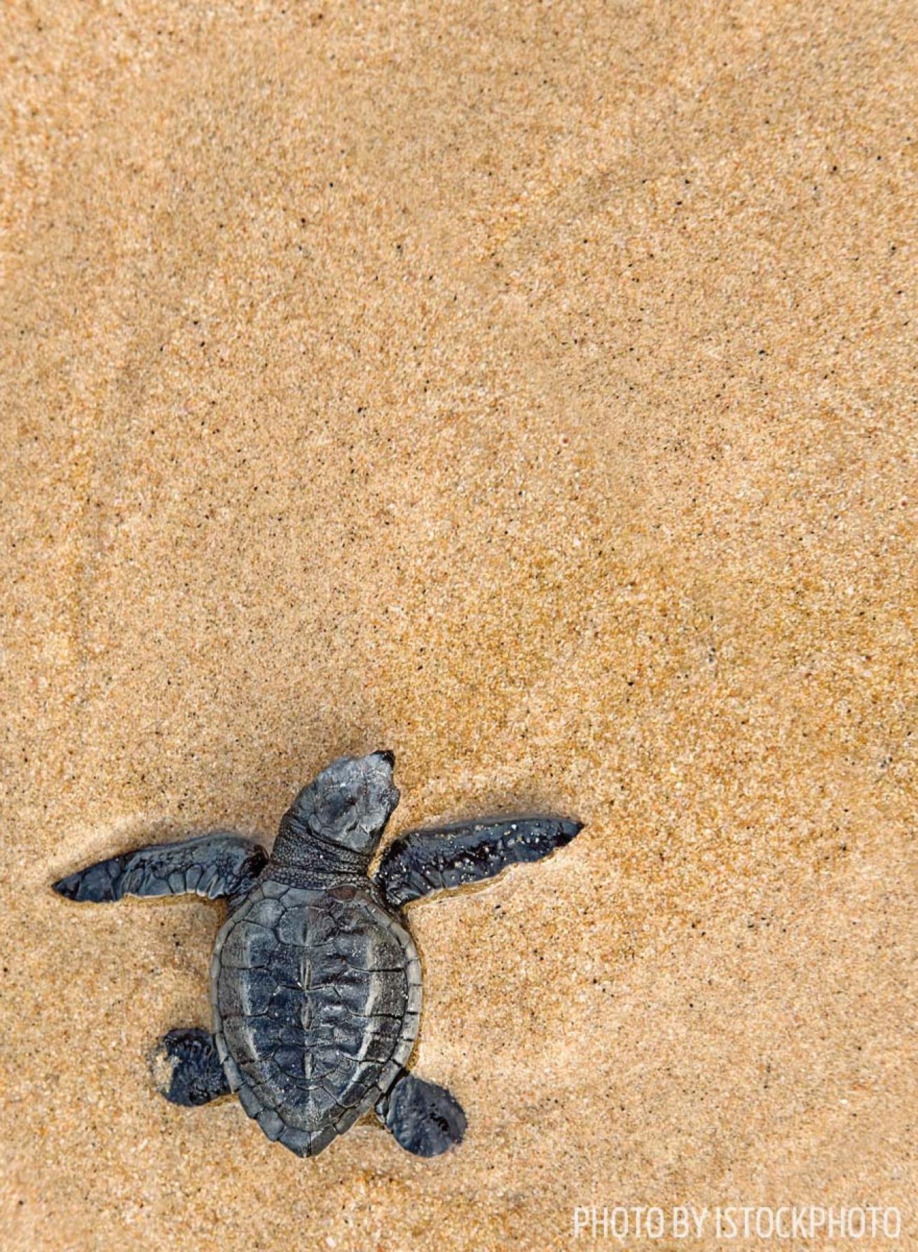 turtle beach cozumel