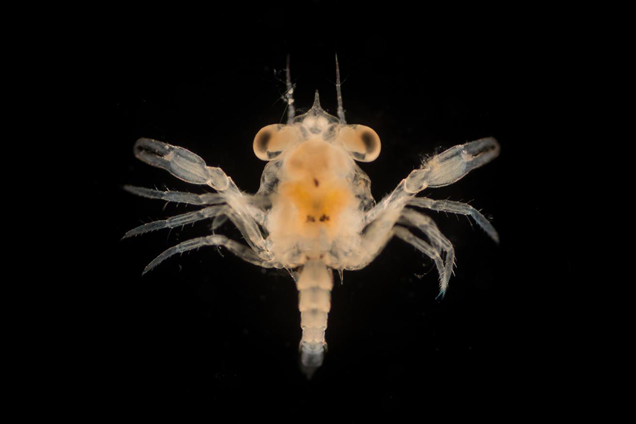 Crab larvae